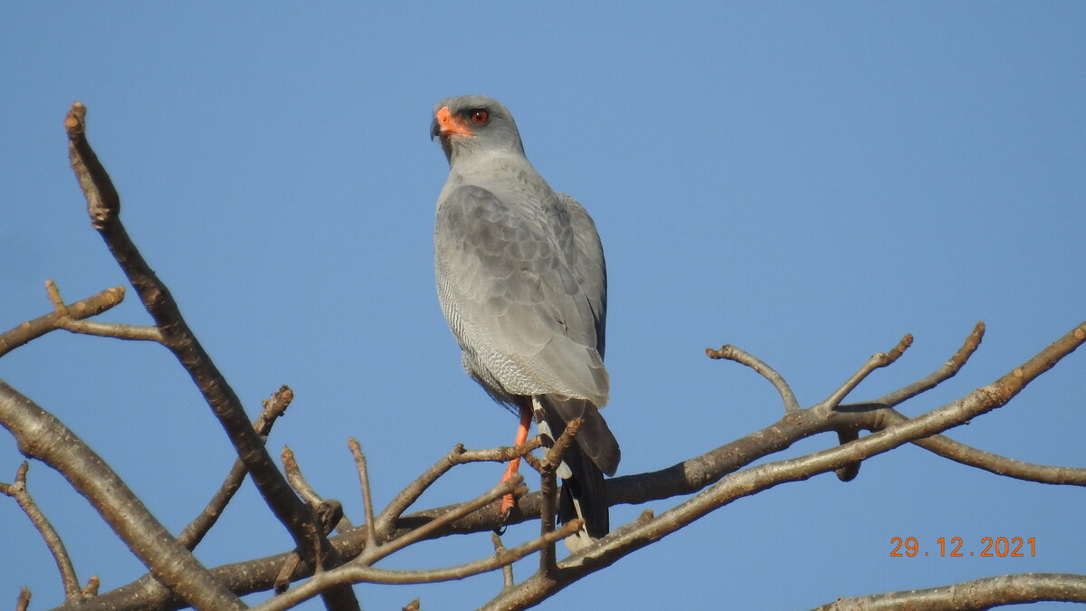 Dark Chanting Goshawk